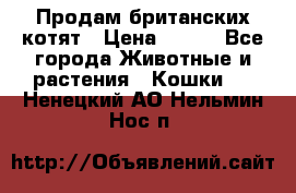 Продам британских котят › Цена ­ 500 - Все города Животные и растения » Кошки   . Ненецкий АО,Нельмин Нос п.